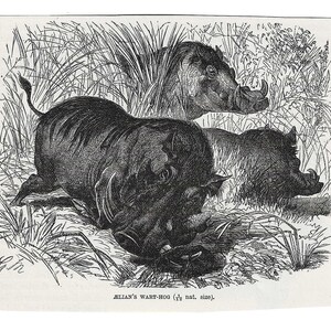Antique Print CUTE WART HOGS Vintage Engraving 1800&#39;s Illustration Animal Pet Lovers Art Collage Scrapbook Crafting Pig