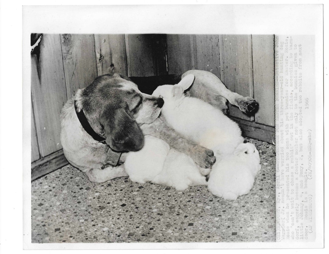 BEAGLE and Bunny RABBITS! Original Dog PHOTO - Etsy