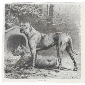 Antique Print GREAT DANE DOG Vintage Engraving 1800's Illustration Animal Pet Lovers Art Crafting Scrapbook Collage Puppy