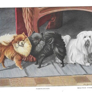 POMERANIAN DOGS Antique Color Print Vintage Illustration Animal Pet Lovers Art Wall Picture Puppy Dog