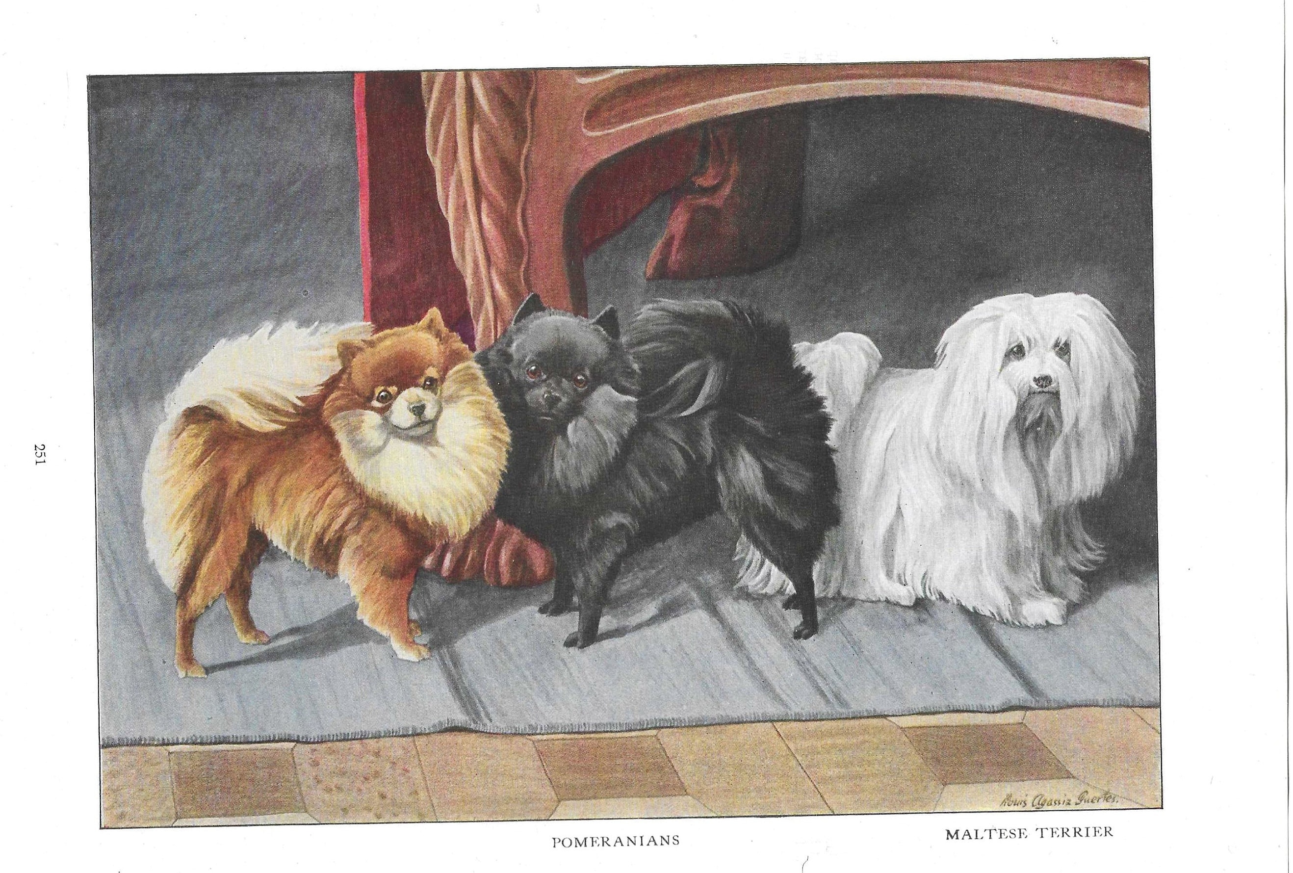 POMERANIAN DOGS Antique Color Print Vintage Illustration Animal