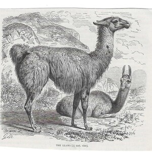 Antique Print LLAMAS Vintage Engraving 1800&#39;s Illustration Animal Pet Lovers Art Crafting Collage