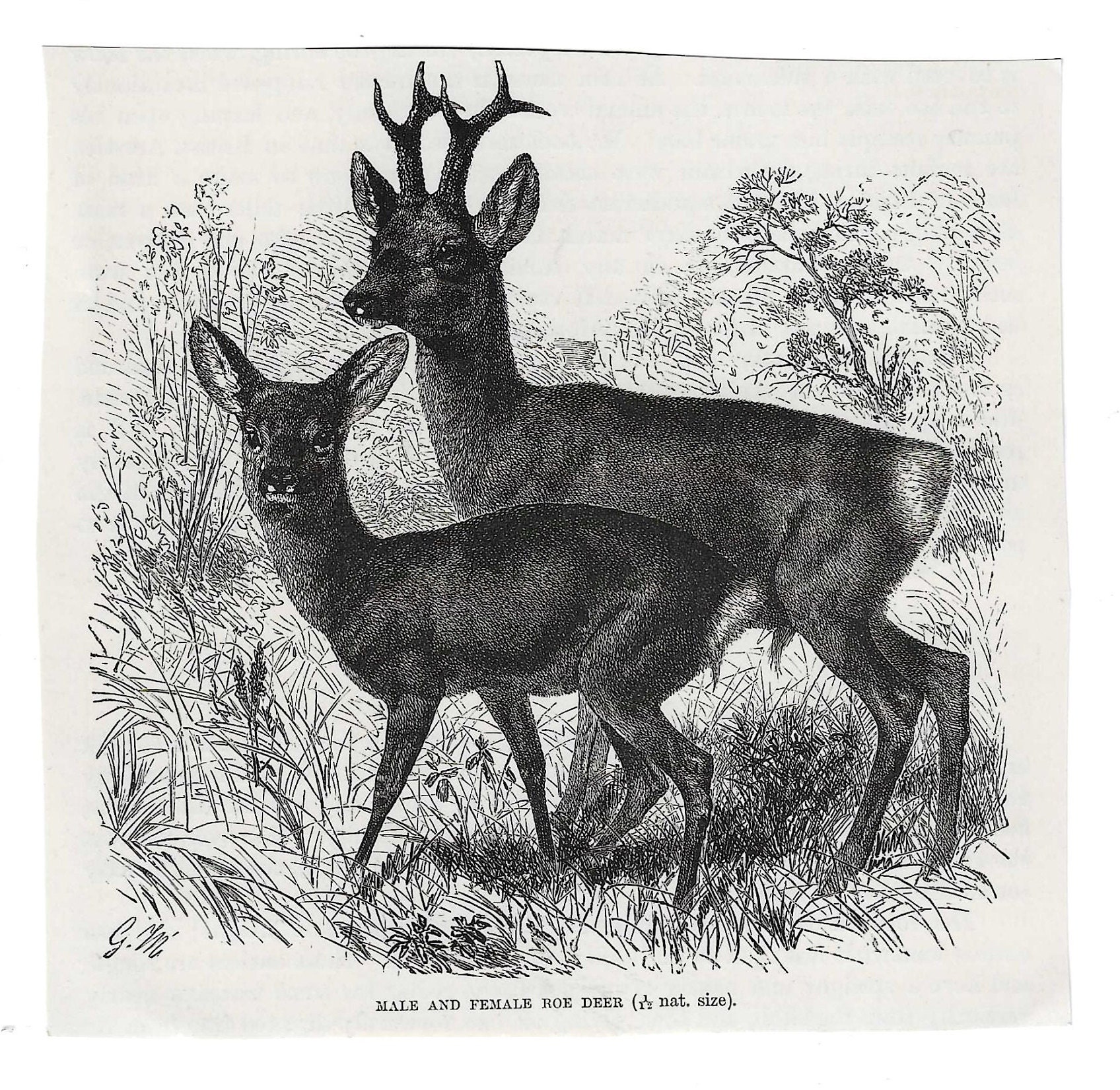 Antique Roe Deer Print, 1800s Engraving, Animal Illustration - Etsy
