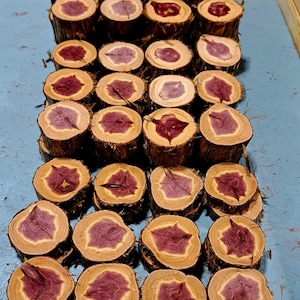 Red Cedar Cookies 2&quot; Diameter / Cedar Decoration ** Pack of 12**