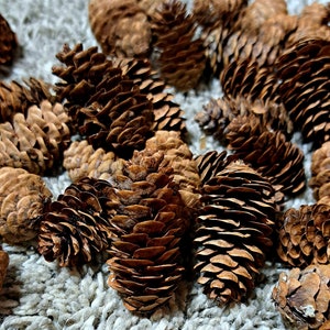 Mini Pinecones For Decorations