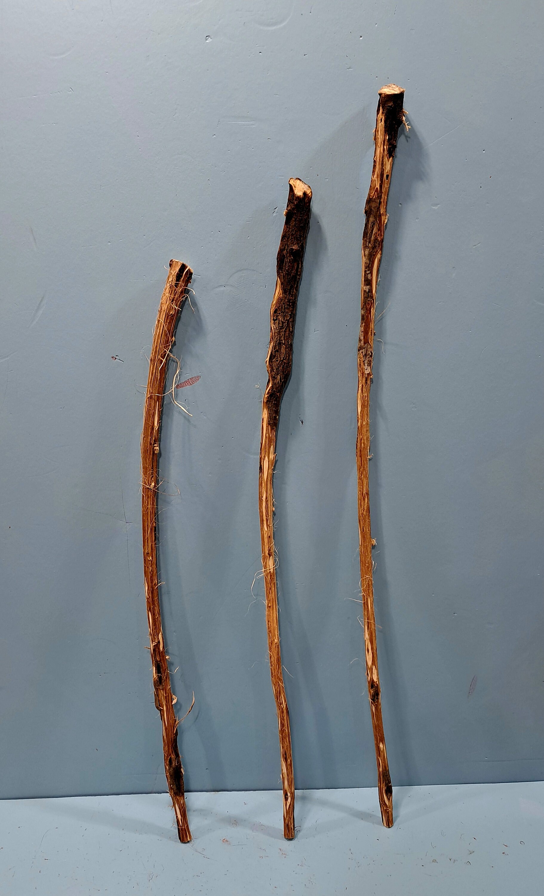 Diamond Willow Kids Blank Walking Sticks / Cane Blanks / 3 Pack Etsy