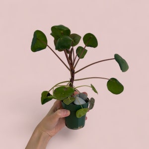 Pilea Peperomioides (Pancake Plant)