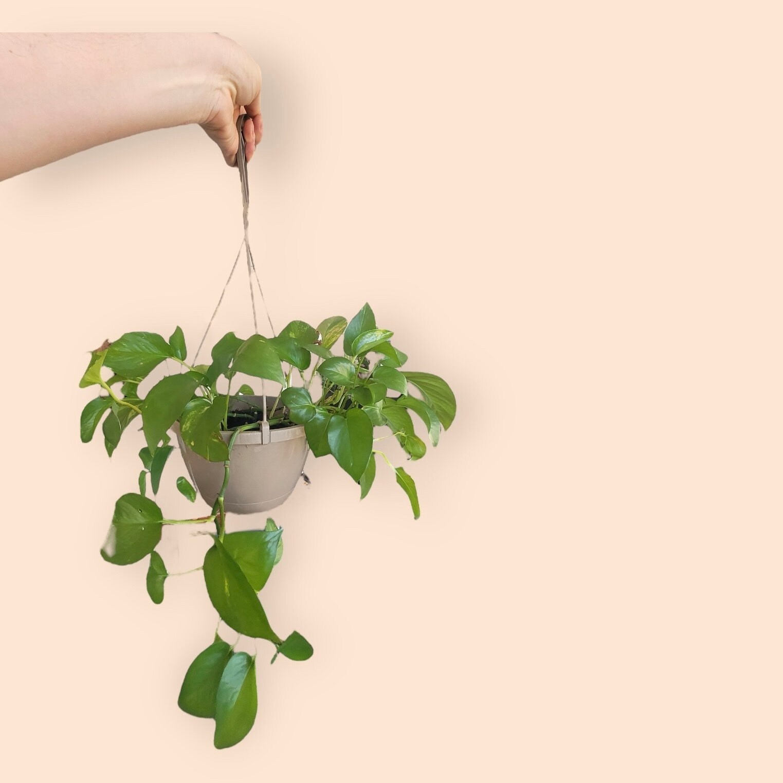 Jessenia pothos plant - Etsy 日本