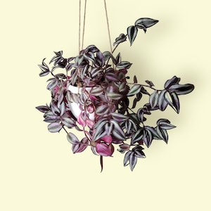 Tradescantia Zebrina, Albiflora und Pallida Stecklinge; Frisch, Verwurzelt, Eingegossen