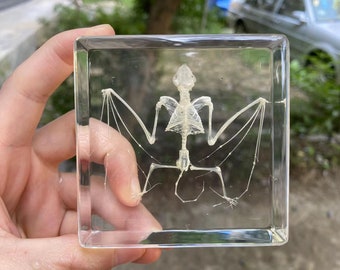 Vraie chauve-souris de taxidermie vintage en bloc de résine lucite, cadeau câblé avec presse-papiers, pour enseigner aux enfants, cadeau d'insectes de la vie réelle pour enfants scientifiques