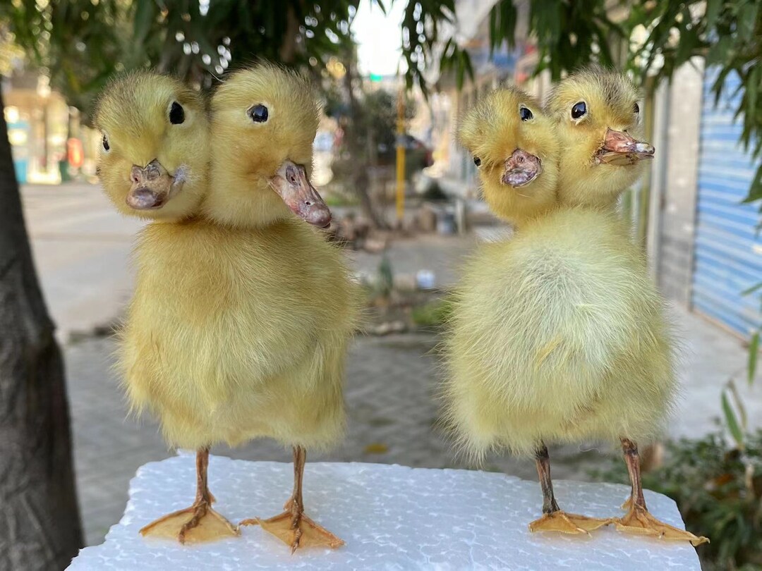 1 Piece Taxidermy Two Headed Duck Baby Duckling Yellow Duckling Real 1 Piece Taxidermy Two Headed Duck Baby Duckling Yellow Duckling Real