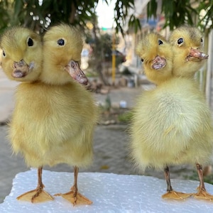 May include: Two fluffy yellow ducklings with two heads each stand on a white surface. The ducklings have small, dark eyes and orange feet. The background is blurred, with hints of greenery and a street.