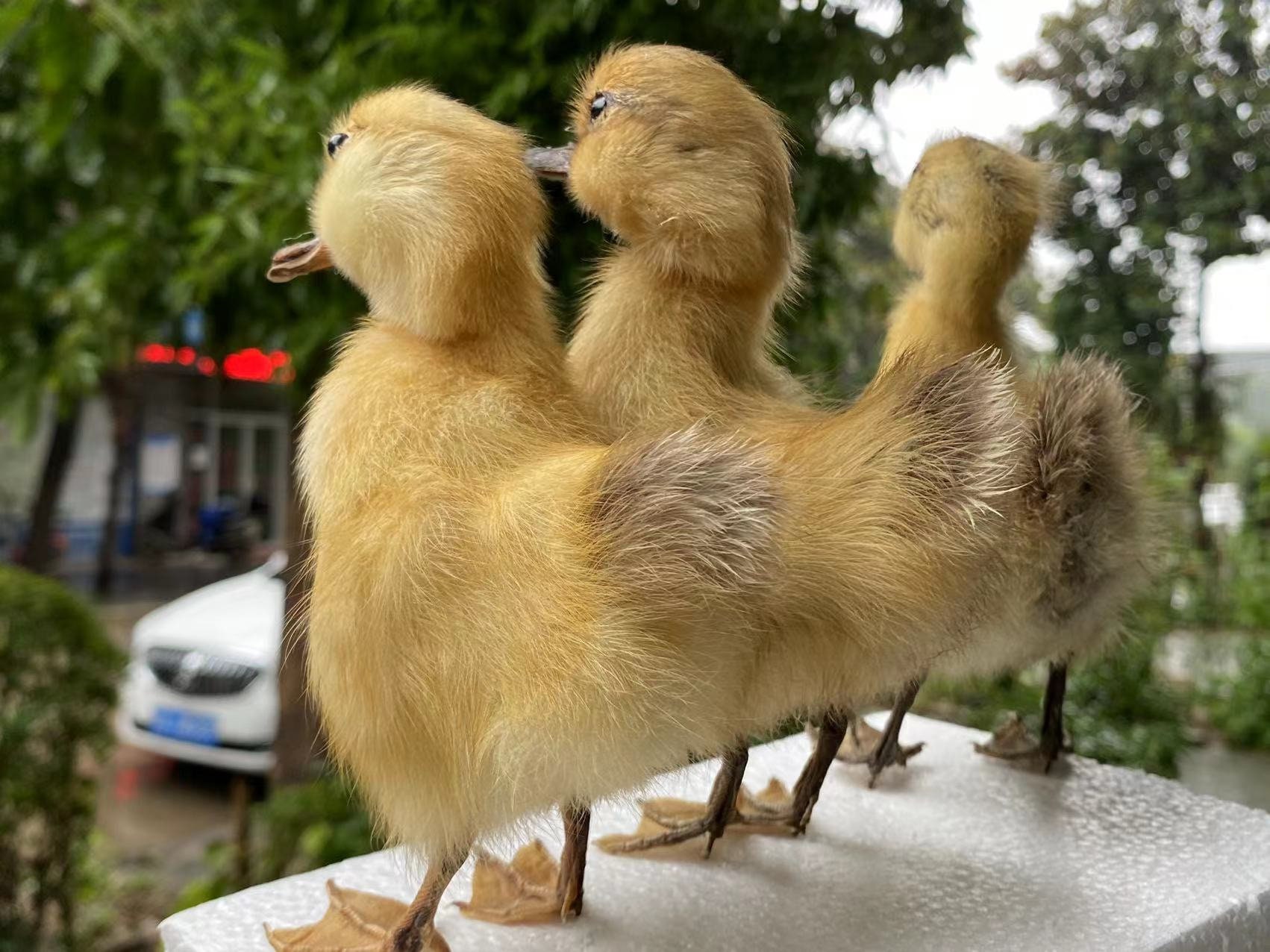 1ピース剥製アヒル赤ちゃんアヒルの子黄色いアヒルの子、本物の