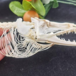 Unique Real Fish Skull Taxidermy,Fish skeleton Specimen Collection,Suitable for Kids Biology Science Teacher Education Fish bone teeth.hh103