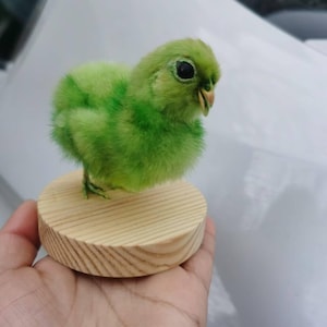 Dyed Green Stuffed Baby Chicken, Loverly Chicken on wood base, Diorama Chick Bird Mount, Ornaments Chick,Specimen Oddities Curiosities Decor