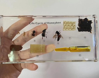 Taxidermia de abeja natural real en bloque de resina Ciclo de vida Especímenes de aula de ciencias de gusanos de seda para la educación científica, Historia del crecimiento de insectos