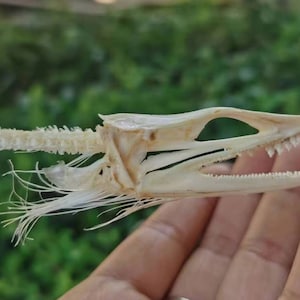 Natural Dead Conger cinereus Fish Skull Taxidermy,Fish skeleton Specimen Collection,  Biology Science Teacher Education Fish bone teet hh052