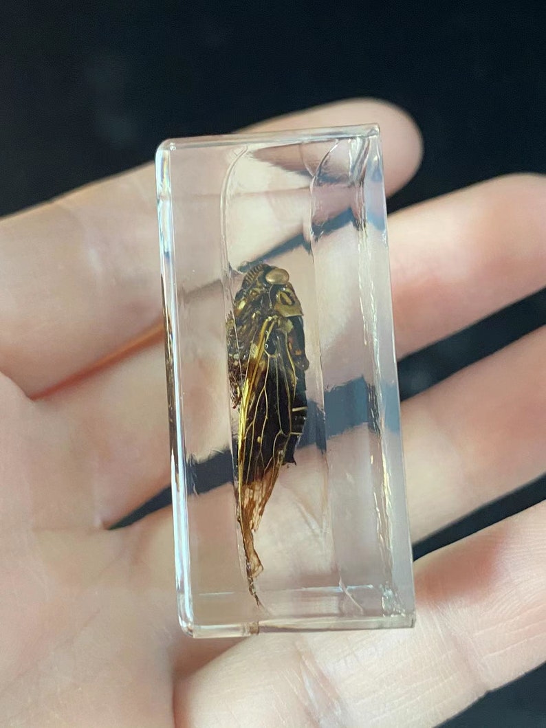 Preserved Asian Cicada Taxidermy Bugs Insects Decor Artwork Collections ...