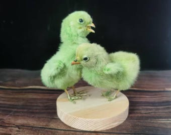 黒い木製台座に取り付けられた剥製のイワシャコ。 - Etsy 日本
