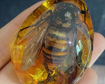 Vintage véritable taxidermie bourdon, cadeau câblé avec bloc de résine lucite, pour enseigner aux enfants, spécimen d'insectes de la vie réelle pour enfants scientifiques