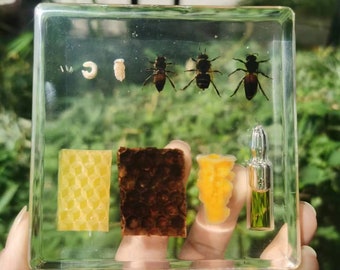 Real natural honeybee taxidermy in resin block Life Cycle Silkworm Science Classroom Specimens for Science Education, Insect growth history