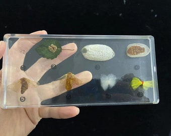 Natural Asian silkworm Taxidermy Bugs Insects Decor Artwork Collections Gift For Dad,Real natural silkworm taxidermy in epoxy resin block