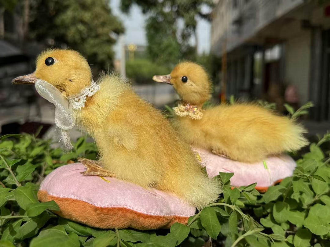 剥製アヒルの赤ちゃんアヒルの子1個、黄色のアヒルの子、本物の