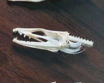 Natural Dead Conger cinereus Fish Skull Taxidermy,Fish skeleton Specimen Collection,  Biology Science Teacher Education Fish bone teet hh010