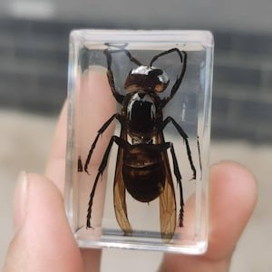 Op de afbeelding: Een bewaarde wesp in een helder, rechthoekig harsblok. De wesp is zwart en bruin met doorschijnende vleugels, waarvan de details zichtbaar zijn. Het blok wordt door een hand vastgehouden, wat de structuur van het insect benadrukt.