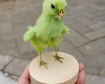 黒い木製台座に取り付けられた剥製のイワシャコ。 - Etsy 日本