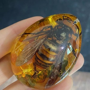 Real Taxidermy Bumblebee In Lucite Resin Block Paperweight Wired gift,for teaching  kids gift,Real Life Bugs Specimen Kids Scientific DD0246
