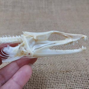 Natural Dead Conger cinereus Small Fish Skull Taxidermy,Fish skeleton Specimen Collection,  Biology Science Teacher Education bonefish teeth
