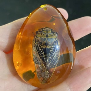 1 pcs Real natural cicada taxidermy  Resin Block Paperweight Wired gift,for teaching  kids gift,Real Life Bugs Specimen Kids pendant gifts .