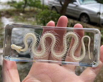 Vintage Real Taxidermy snake In Lucite Resin Block Paperweight Wired gift, for teaching  kids gift,  Real Life Bugs Specimen Kids Scientific