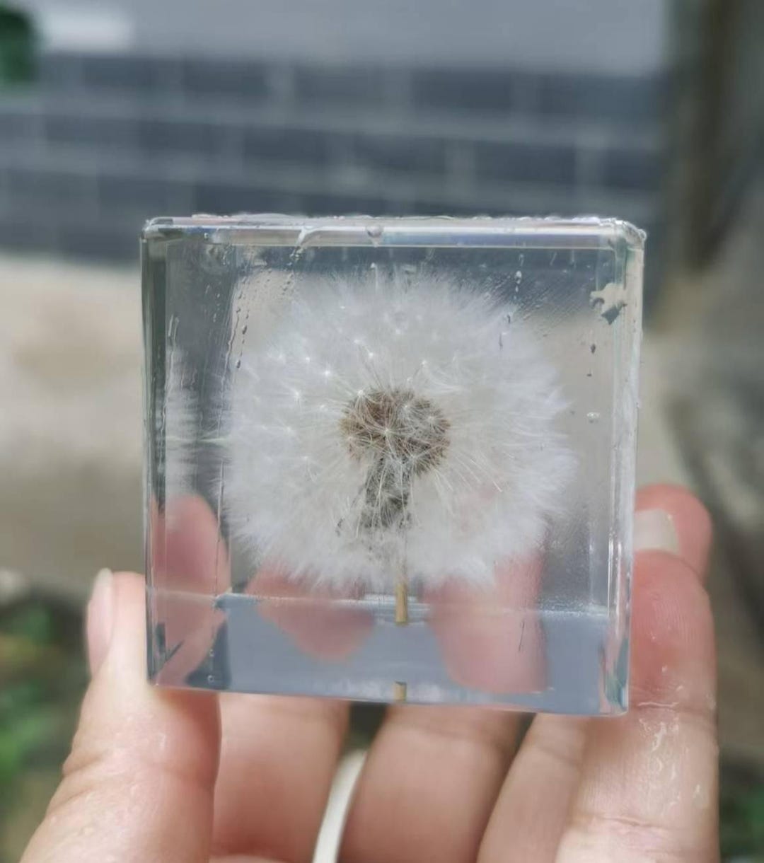 Natural Dandelion Specimen, Dandelion Paperweight, Dandelion in Clear ...