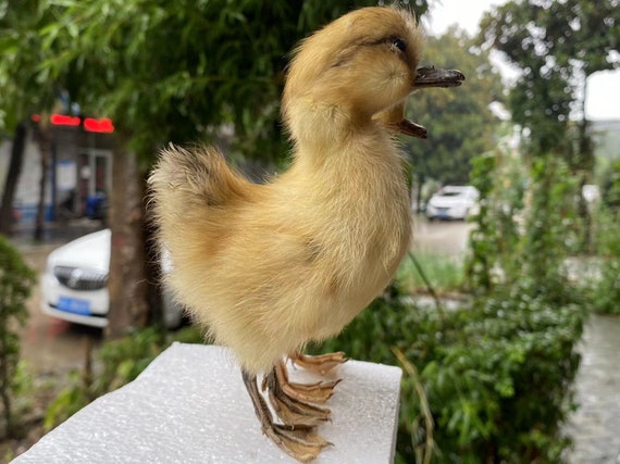 1ピース剥製アヒル赤ちゃんアヒルの子黄色いアヒルの子、本物の