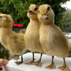 May include: Three fluffy yellow ducklings stand side-by-side, showcasing their soft down feathers and webbed feet. The ducklings have small, dark eyes and orange beaks. The background is blurred, with green foliage and a glimpse of a car.
