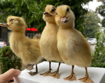 1 stuk taxidermie eend baby eendje geel eendje, echte baby eend eigenaardigheden, curiosa beweegbare binnenlandse boerderij verhoogde taxidermie met zachte montage