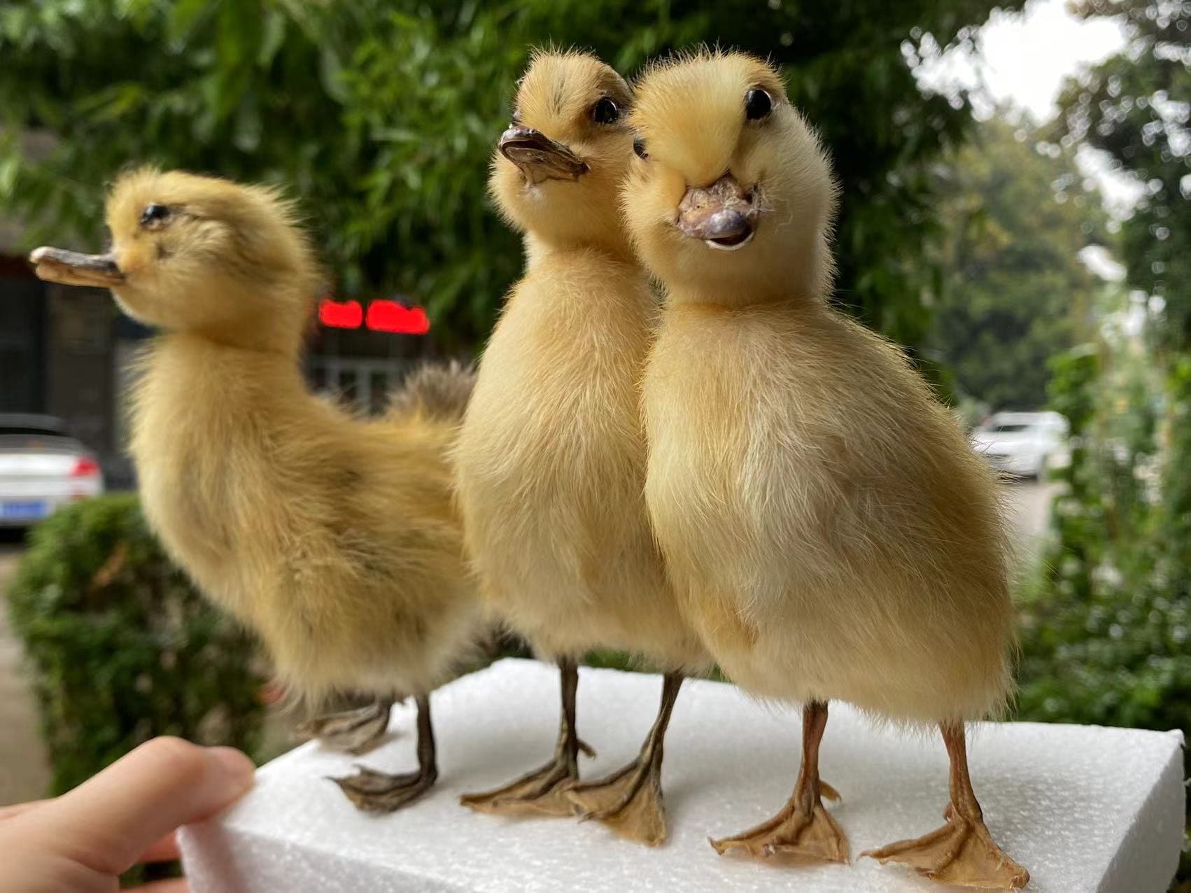 1ピース剥製アヒル赤ちゃんアヒルの子黄色いアヒルの子、本物の