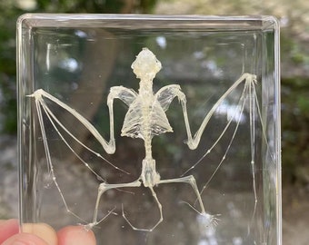 Real Taxidermy bat Skeleton Skull In Lucite Resin Block Paperweight Wired gift for teaching Bleached disinfected.Specimen Scientific DD01511