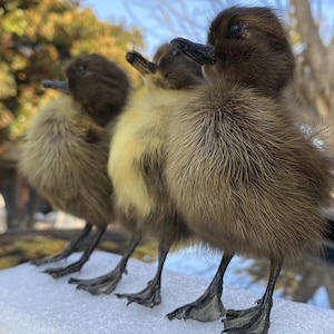 Op de afbeelding: Drie pluizige eendekuikens met bruine en gele veren staan naast elkaar. Hun donkere snavels en zwemvoeten zijn zichtbaar. De eendekuikens staan op een wit oppervlak, met een vage achtergrond van bomen en een voertuig.