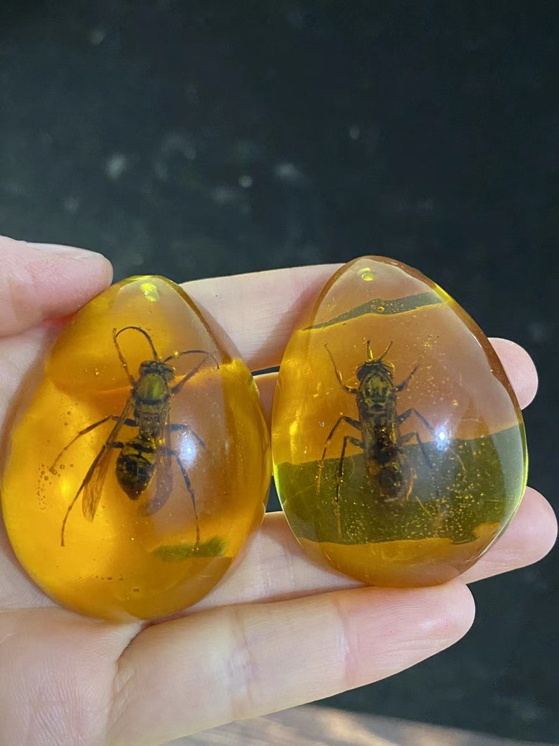 1 Pcs Real Natural Insect Taxidermy in Resin Block Life Cycle Silkworm ...