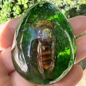 Konserverad asiatisk geting Taxidermi Insekter Insekter Dekor Konstverk Samlingar Present till pappa, Äkta naturlig getingtaxidermi i epoxihartsblock DD04789