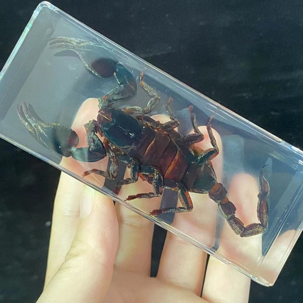 Vintage Real Taxidermy Scorpion In Lucite Resin Block Paperweight Wired gift,for teaching  kids gift,Real Life Bugs Specimen Kids Scientific