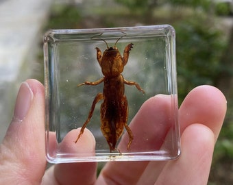 Vintage Real Taxidermy mole cricket animal Resin Block Paperweight Wired gift,  for teaching kids, Real Life Bugs Specimen Kids Scientific