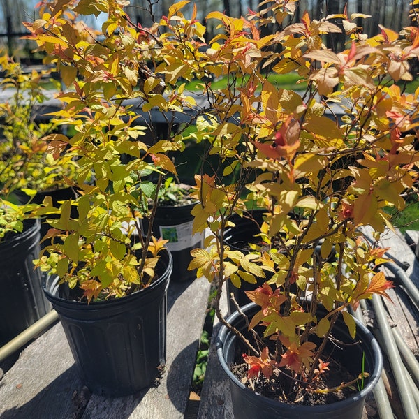 Gold Flame Spirea