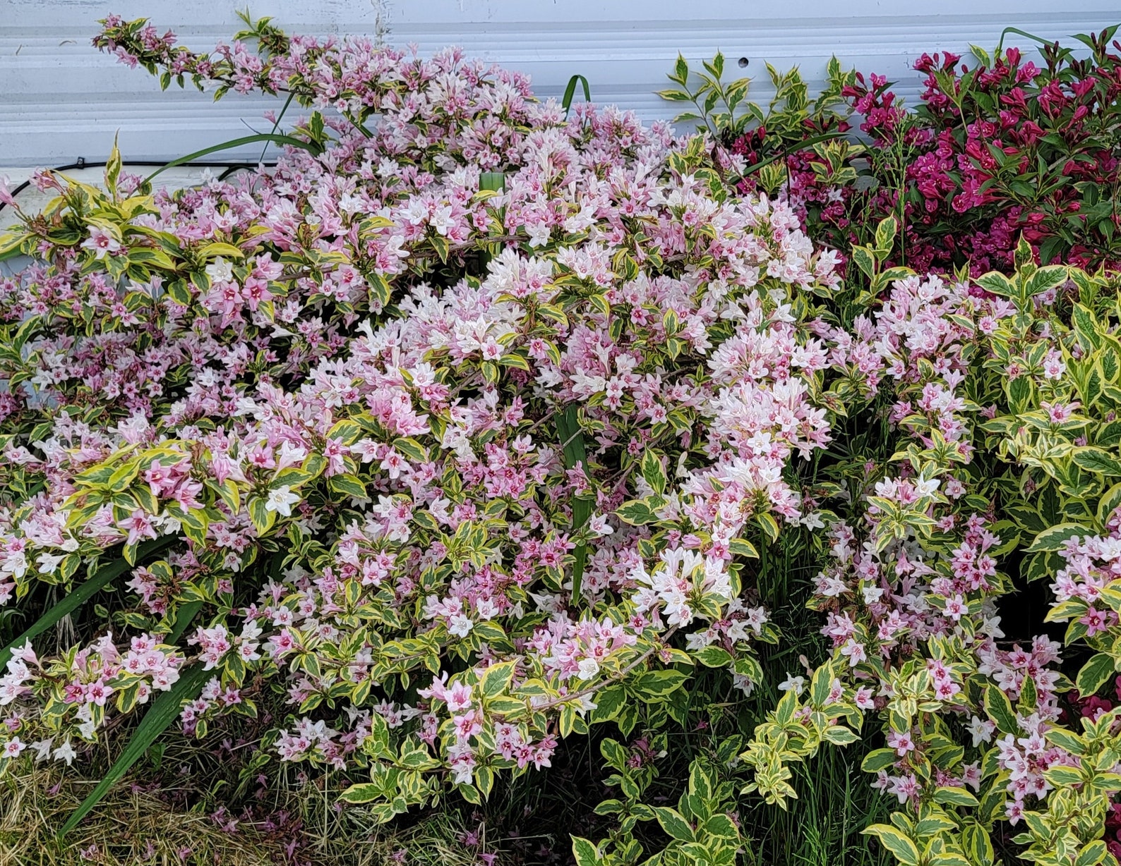 Variegated Weigela - Etsy