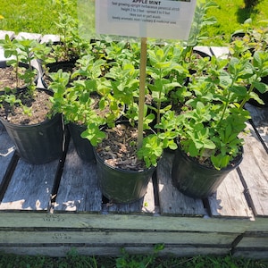 May include: Several potted apple mint plants with vibrant green leaves are displayed on a wooden surface. A sign clipped to a wooden stake provides details about the plant, including its height of 2 to 3 feet and spread of 3 to 5 feet.