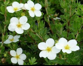 McKay's White Potentilla