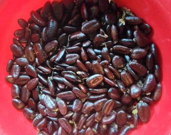 May include: A close-up shot of a red bowl filled with numerous dark brown seeds. The seeds are oval-shaped and have a smooth, shiny surface. The bowl is made of red plastic. The seeds are likely a type of food.